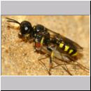 Crossocerus quadrimaculatus - Grabwespe w11b 9mm mit Langbeinfliege - Neurigona quadrifasciata - Sandgrube Niedringhaussee.jpg